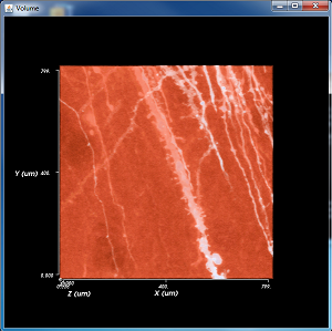 Volume rendering of the dendritic spine data with default settings.