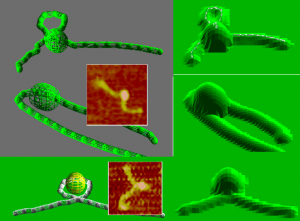 Left: Three possible confirmations of DNA and the lac repressor. Right: Simulated AFM scans of the confirmation models.