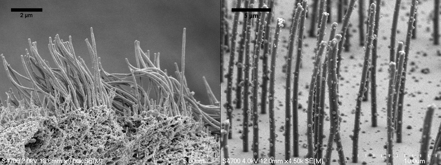 Scanning electron microscope images of (left) biological cilia from an epithelial cell culture and (right) an array of biomimetic silia