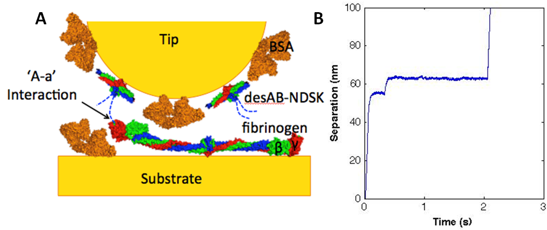 Figure: (A) Schematic for single molecule AFM experiments. (B) Sample force clamp data for fibrinogen stretched at 100pN. Data collected using force clamp AFM are displayed as separation-time traces for a given force pull.