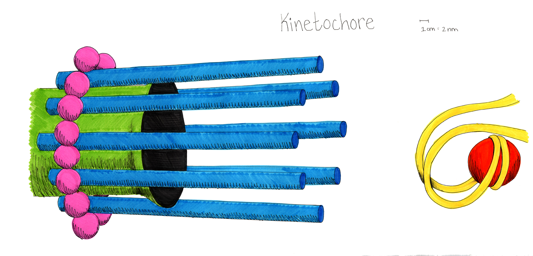 This drawing shows the structure of the kinetochore. A microtubule (green) with a flared end is surrounded by 8 thin rods/proteins (blue), which are then enclosed by 16 proteins (pink). This structure then connects (in a way that is not shown) to the DNA strand (yellow) while it is in a hook-like structure holding the cse4 nucleosome.