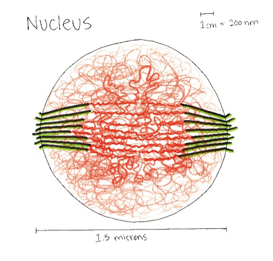 This drawing shows the packing of the chromatin (orange) in the nucelus.  The microtubules (green) extend out both sides of the nuclear membrane, and the chromatin is bunched/tangled up inside the nucleus.  The round nucleus is about 1.5 microns in diameter.