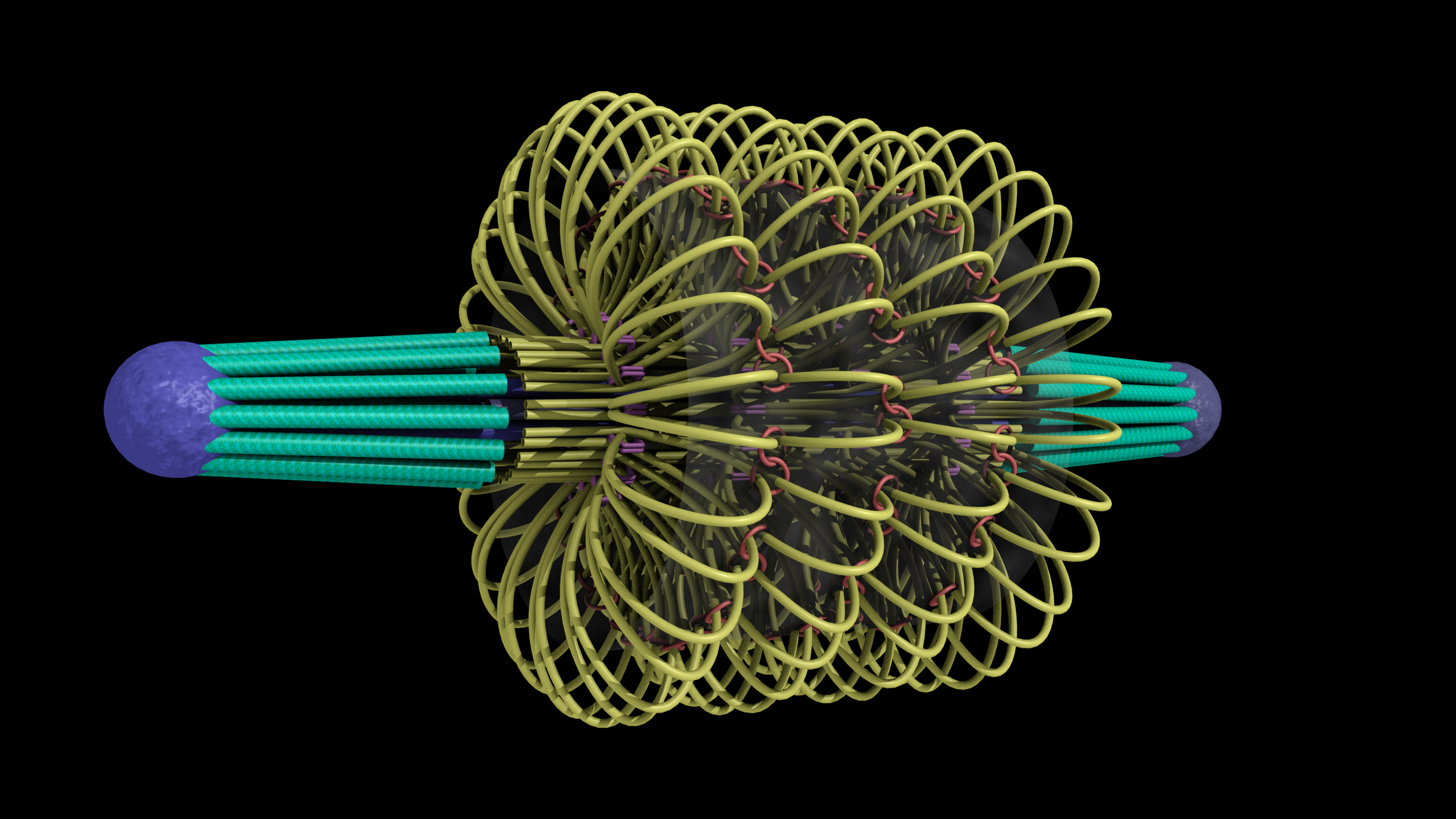 This drawing shows the spindle from end to end.  It is roughly 1.5 micons in length, with the kinetochore (green) microtubules making up 350 nm on each end, and the space between them being roughly 800 nm.  The interpolar microtubules are drawn in two shades different shades of purple (dark purple ones extend from the left end of the spindle and pink-purple ones extend from the right end of the spindle).  The microtubules are drawn straight and rigid, with an overall spindle diameter of 250 nm.   Also, the DNA strands (yellow) extend even more outwardly than the microtubules.  The two outermost strands of DNA (top and bottom of the spindle) have a few loops of DNA drawn in to show that the diameter of the spindle reaches 400 nm when the loops are included.  Each of the other strands has a small break in it that represents a place where extra loops of DNA are attached.  They are not drawn because they would make the details of the spindle hard to see. The bottom right corner shows the layout and packing of the microtubules at the spindle pole, not in a "convergence point" formation, but in a more tightly packed formation that has a diameter of 150 nm.