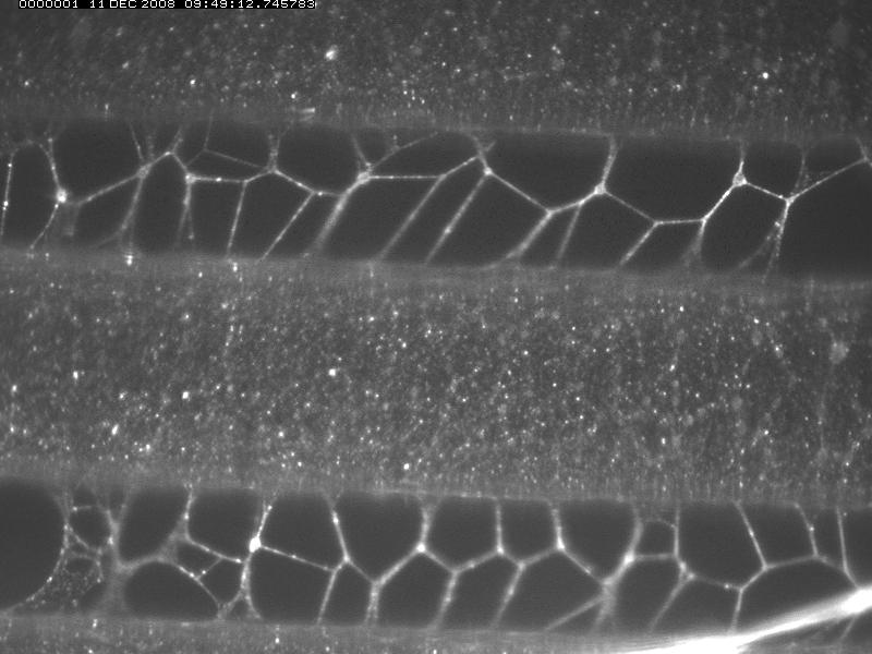 Here is an example of a series of fibrin networks formed between ridges of optical glue.  Perhaps they formed from a sheet?